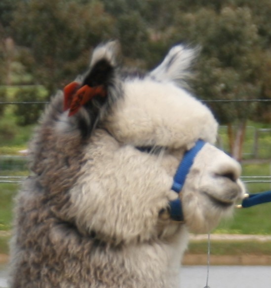 yaringa-alpacas